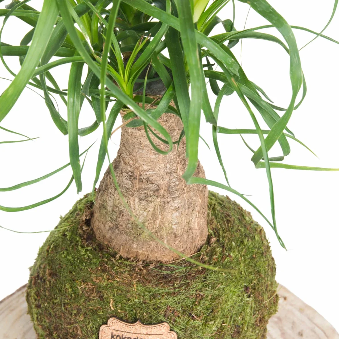 Kokedama Beaucarnea Natural Planta Interior Decoración Hogar
