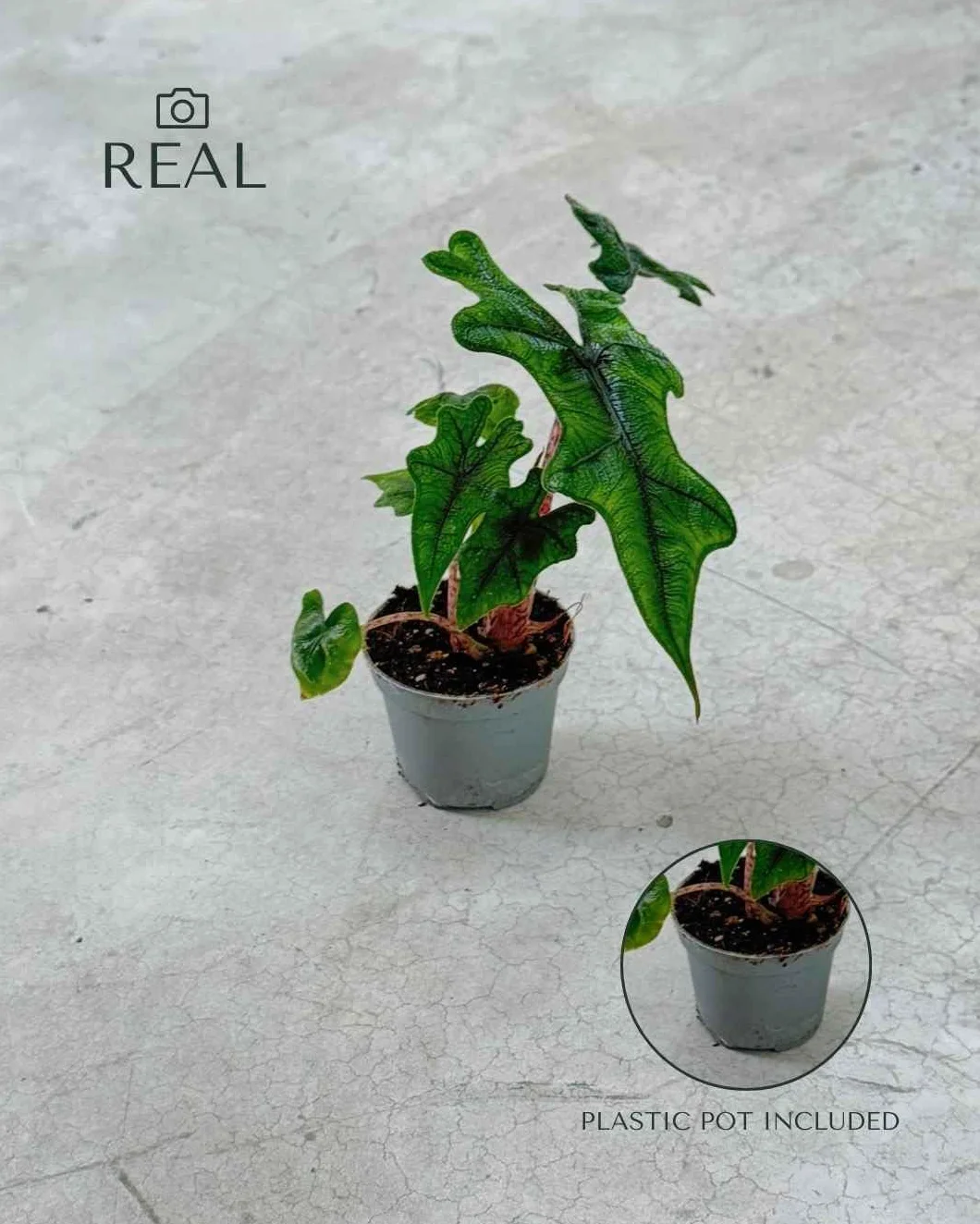 Alocasia Jacklyn PUR PLANT | Planta tropical de interior resistente | Hojas verdes recortadas | Maceta Ø6 cm