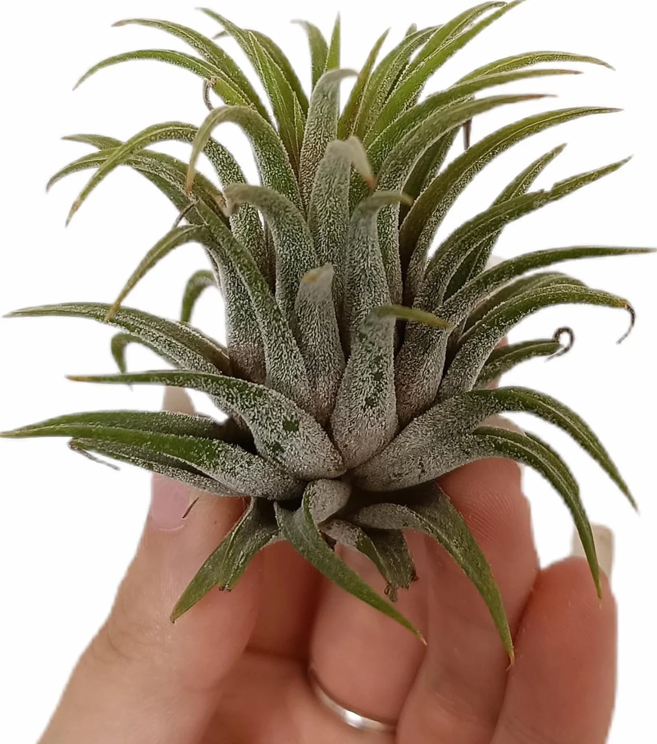 Pack Tillandsias Naturales Plantas Aéreas Sin Tierra Set Variado Decorativo Fácil Cuidado (15)