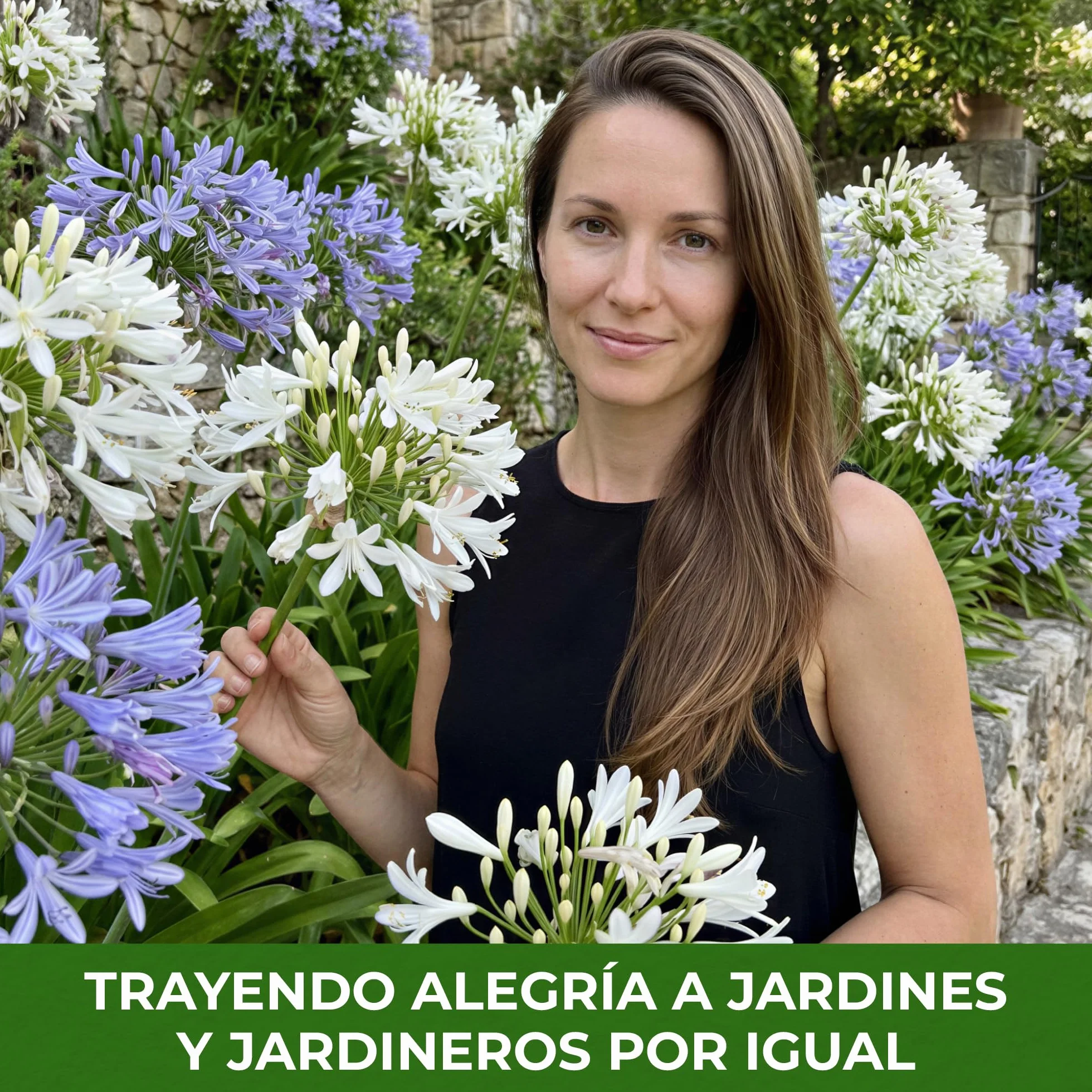 Agapanthus Africanus Azul y Blanco Torbellino - 4 Plantas - Plantas Naturales Exterior de Holanda - Resistentes - Decoracion Jardin y Balcón