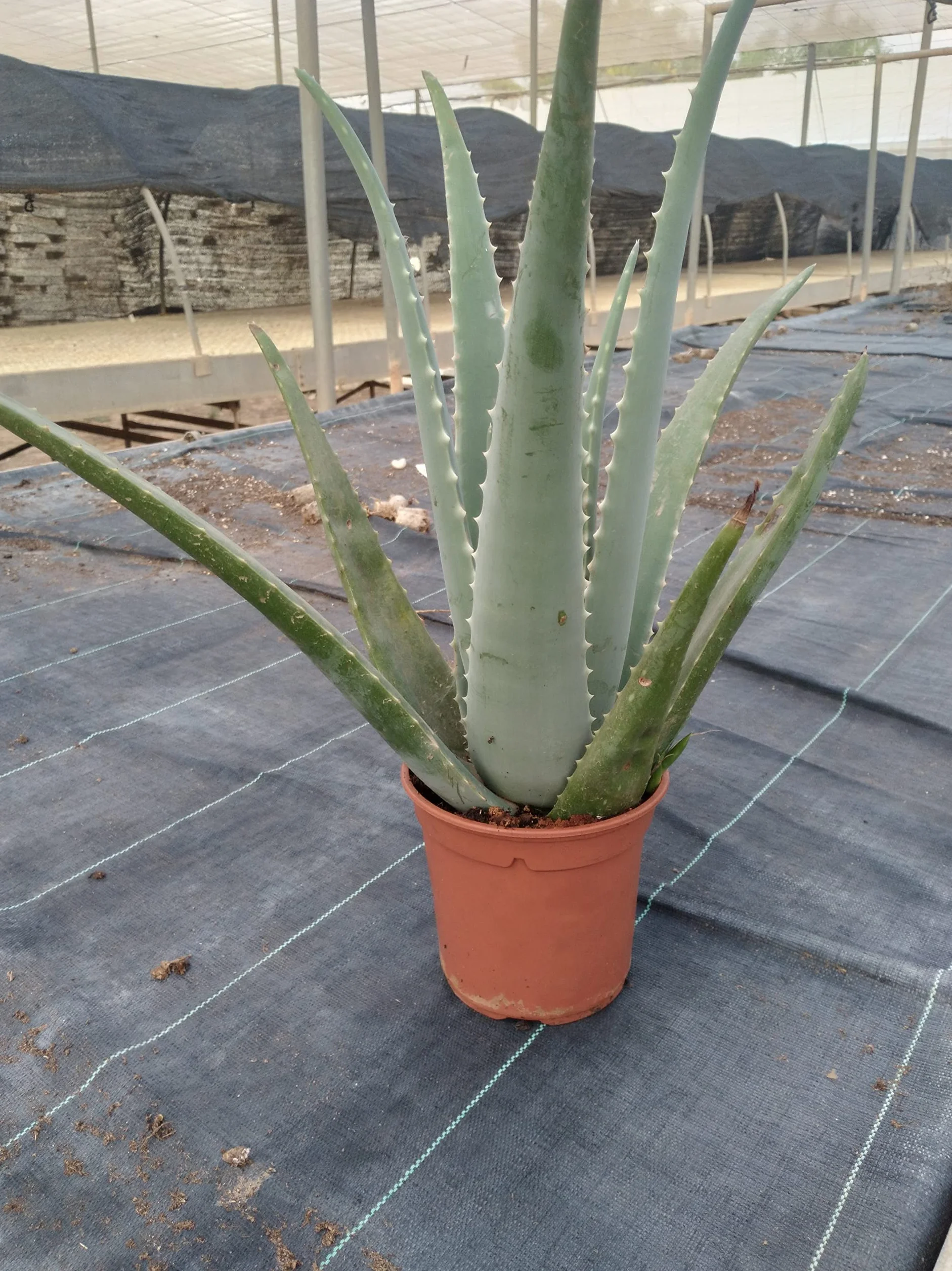 Aloe Vera o Sábila - Planta Natural de interior - Maceta 13 cm ø (Altura 30-40 cm)