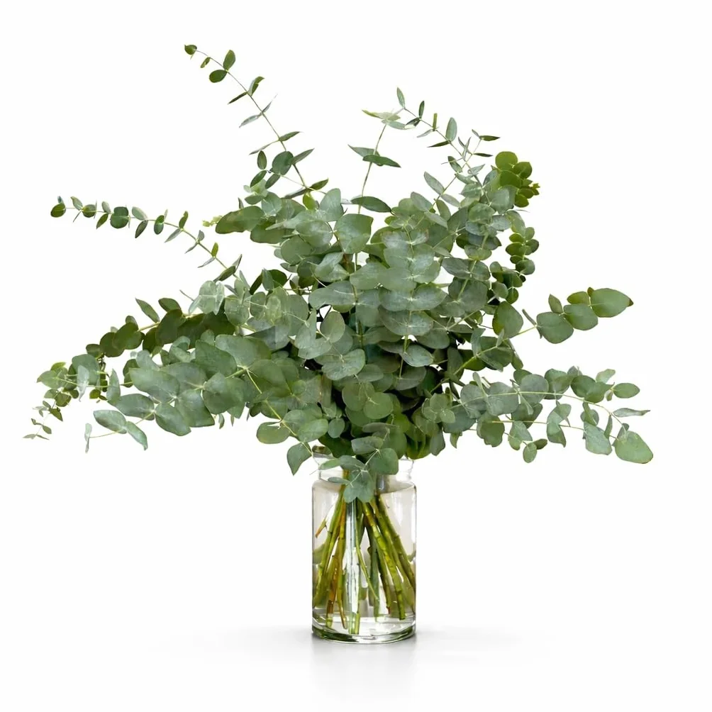 Ramo de Eucalipto Natural para Ducha y Decoración - Hojas Naturales Aromáticas