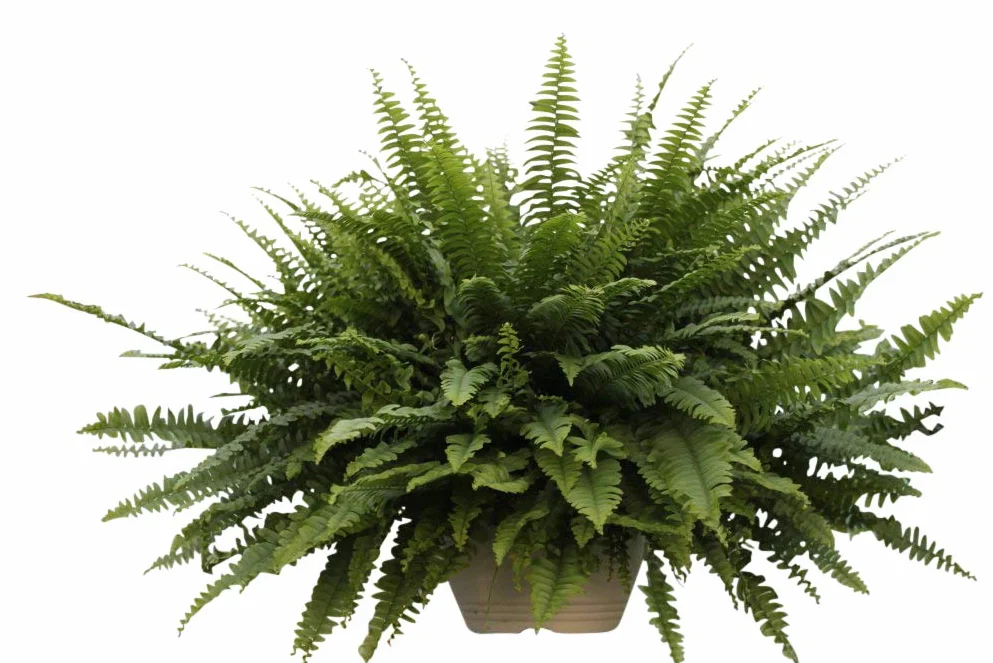 Nephrolepis Helecho de Boston Planta de interior Macetero colgante