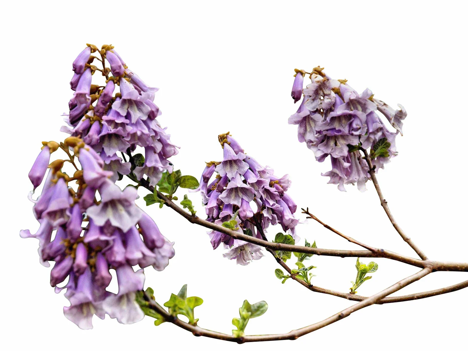 1000 Semillas Paulownia tomentosa