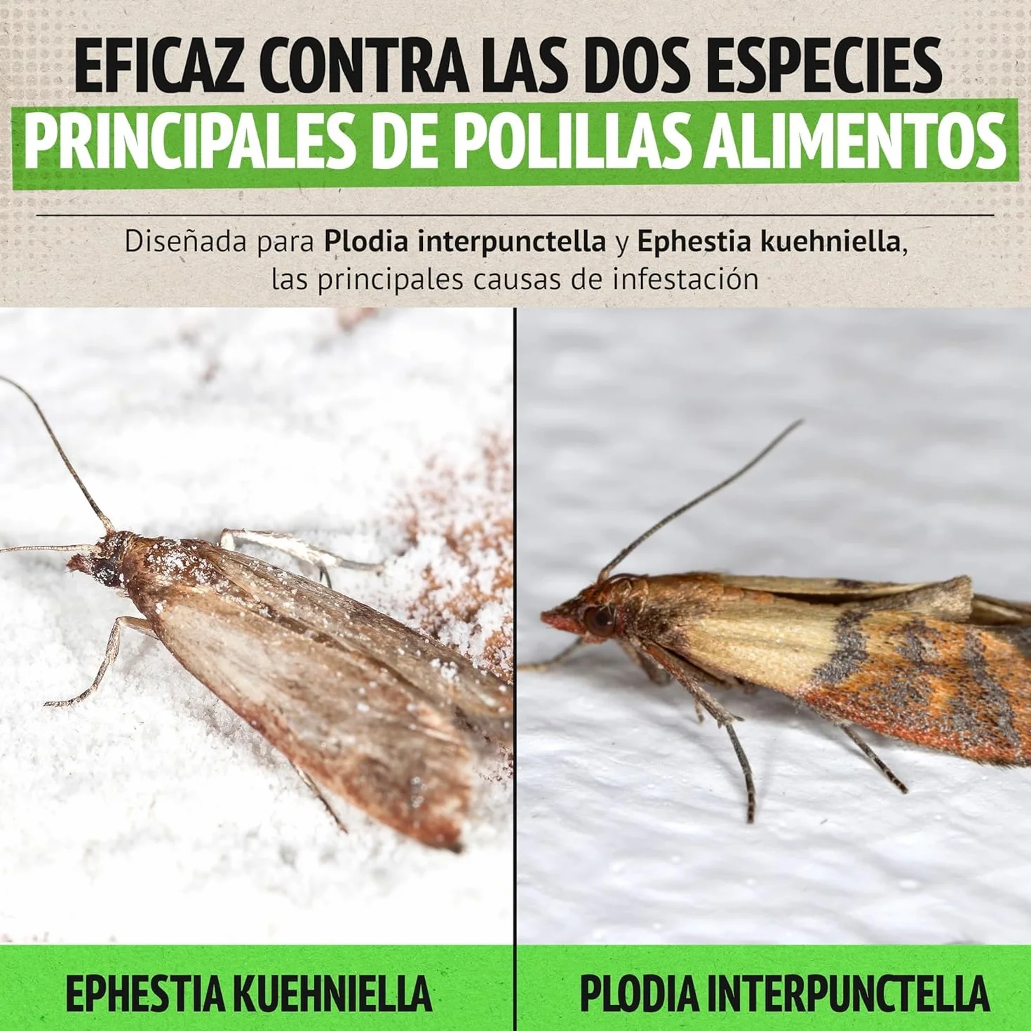 Trampa Polillas Alimentos Pack de 10 – Antipolillas Feromonas – Trampa Adhesiva Anti Polillas para Cocina