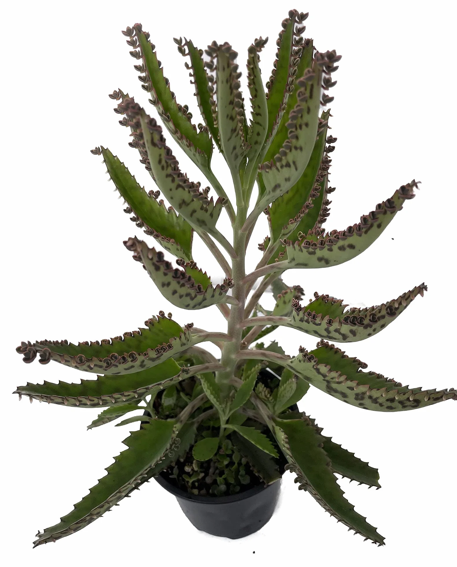 Kalanchoe Daigremontiana Planta Medicinal Propiedades Curativas
