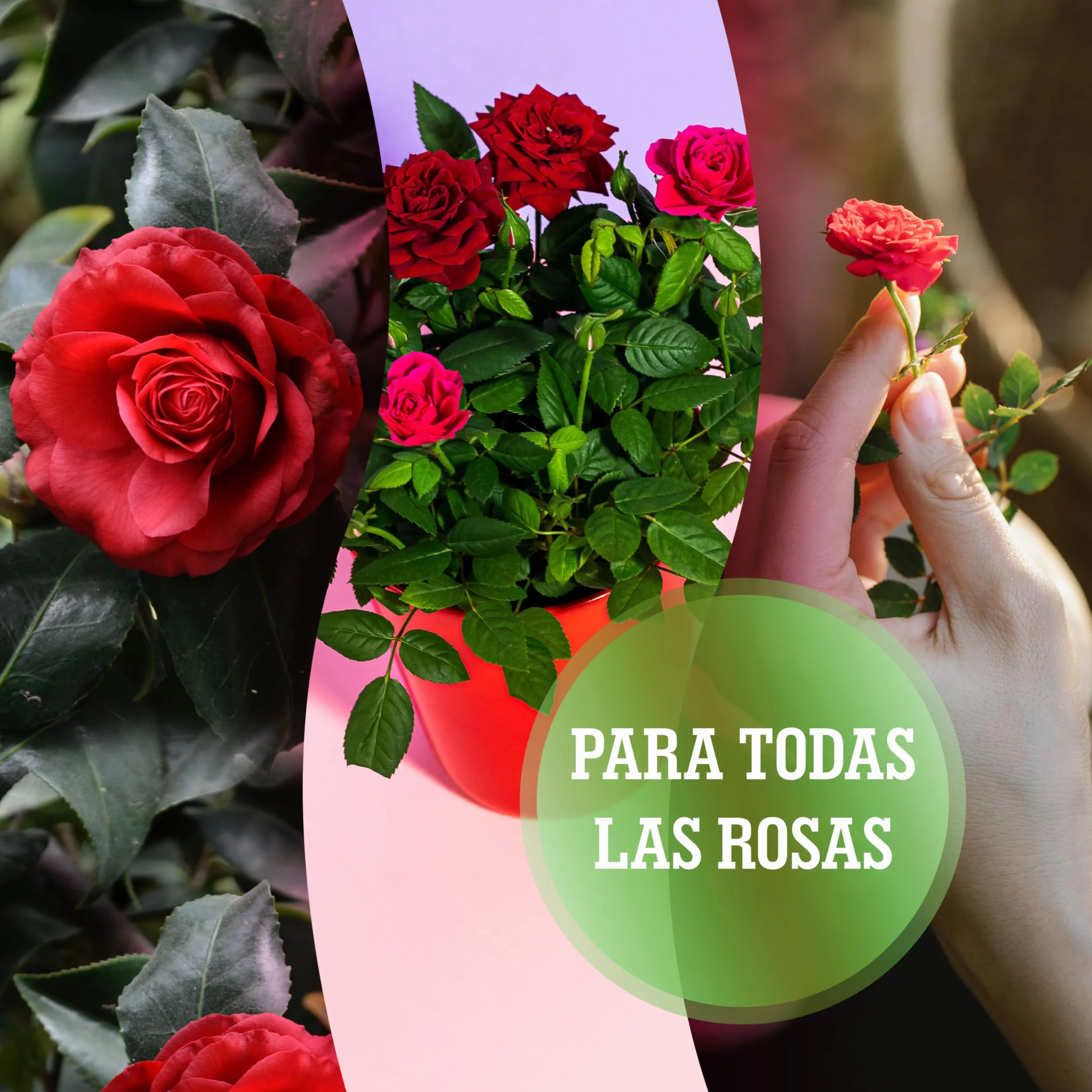 LERAVA Abono líquido para rosas 700 ml con tapón dosificador quelatos microelementos Made in Italy