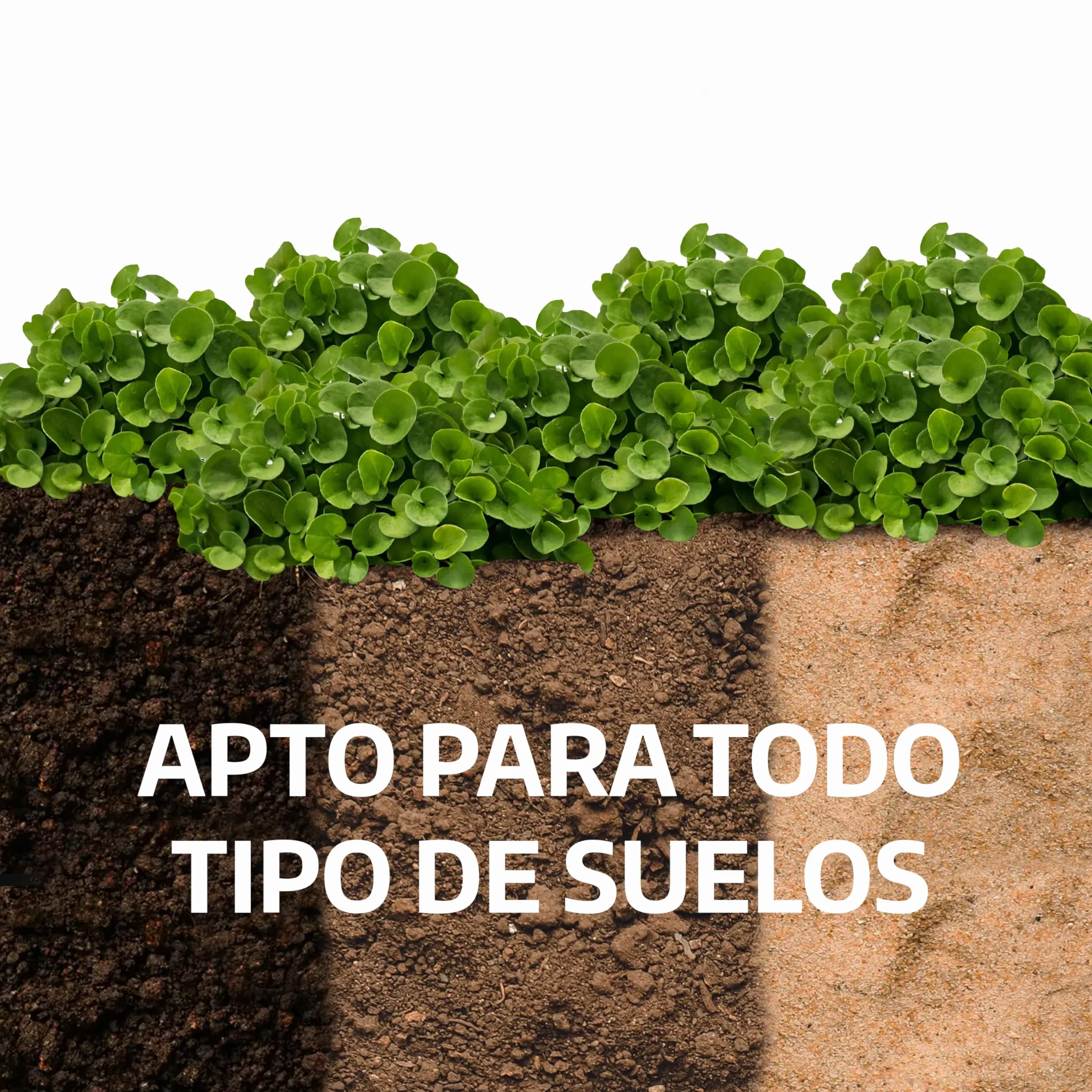 LERAVA Dichondra repens semillas 20m² Resistencia a la sequía 200g