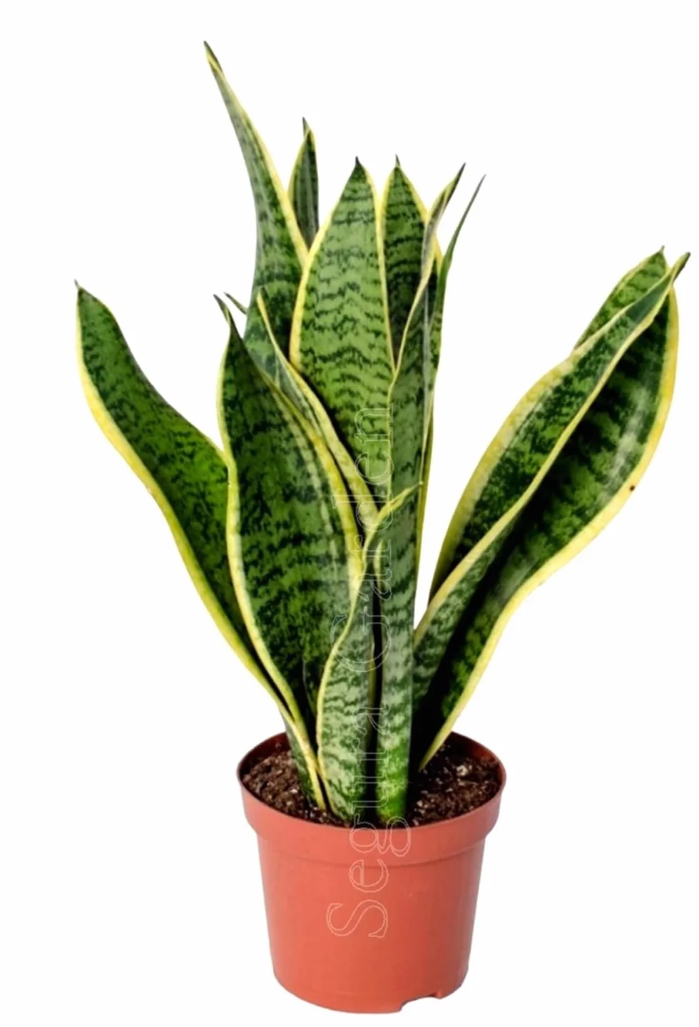 Pack 2 Plantas Sanseviera Zamioculca Interior Poca Luz Resistentes
