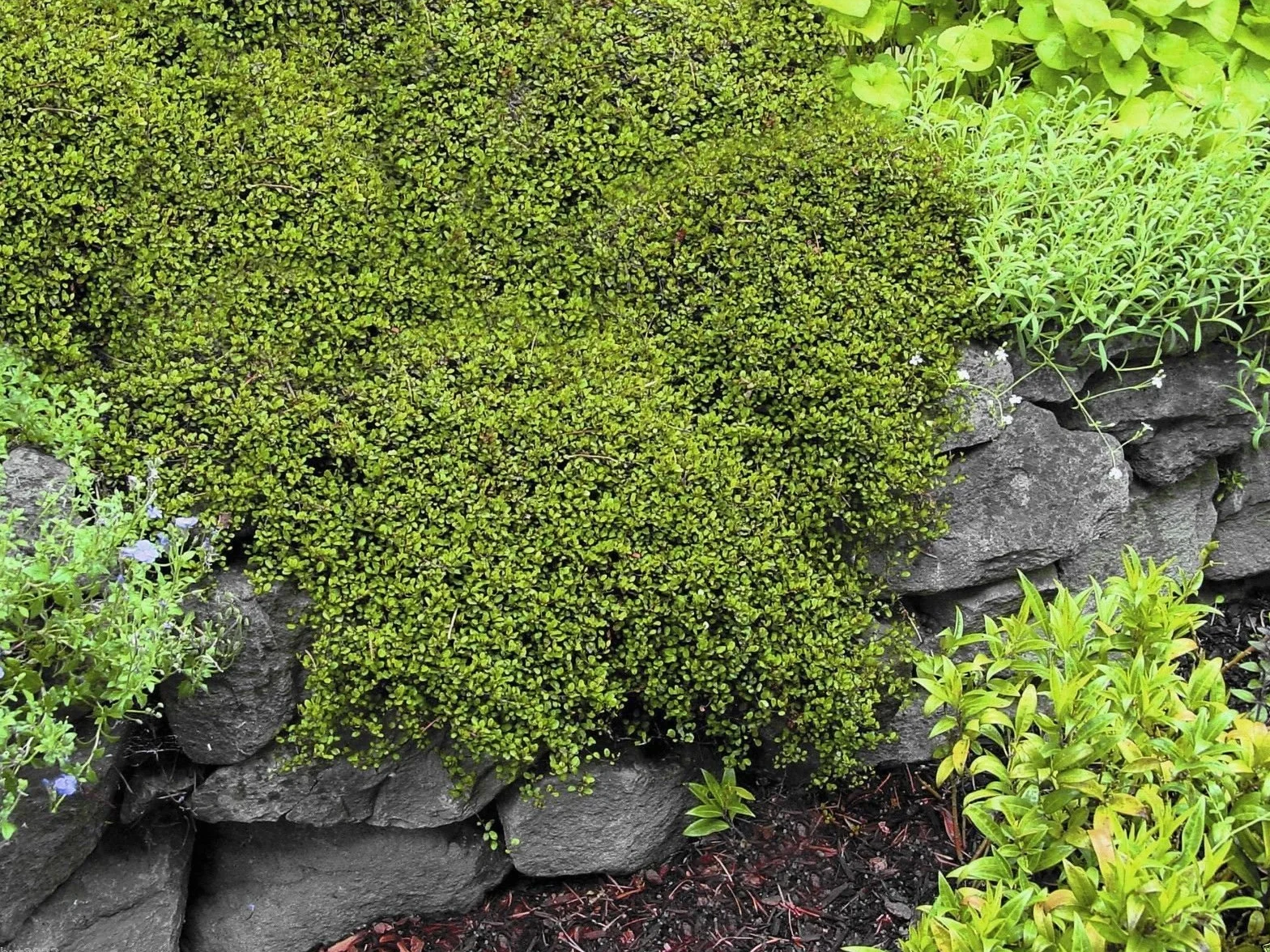 Muehlenbeckia axillaris Wire Vine 10 nasion