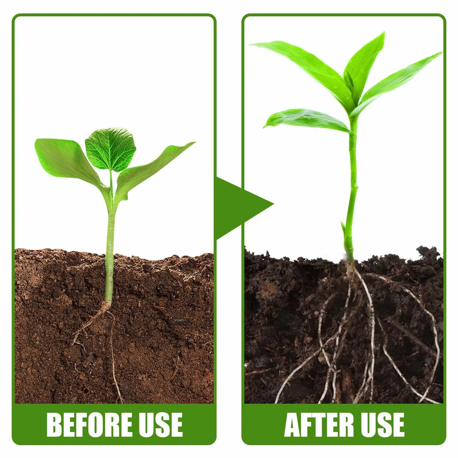 Polvo De Enraizamiento Para Esquejes De Plantas Suculento Crecimiento Rápido