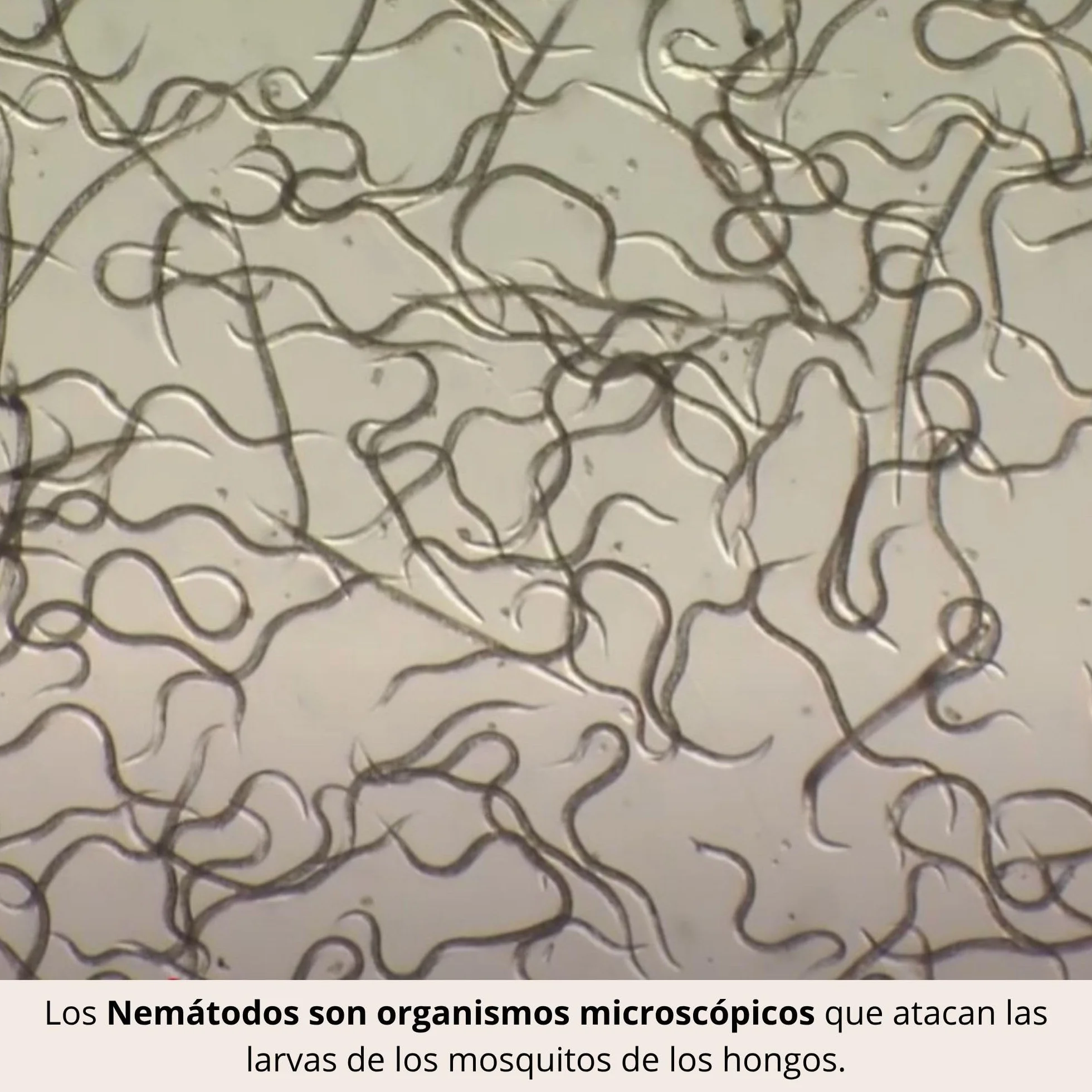 Nematodos contra Mosca del Sustrato, Mosquitos Plantas Interior, 3 Millones + 10 Trampas Amarillas