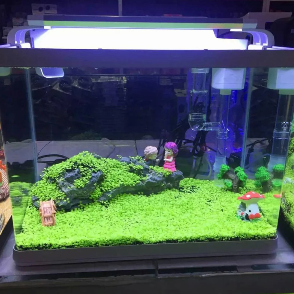 Semillas de plantas de acuario para pecera, decoración de hierba de agua, planta de primer plano de jardín