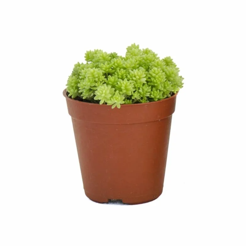 Verdecora Pack de Cactus y Suculentas | Plantas naturales vivas de interior en maceta Ø5cm | 10 Crasas