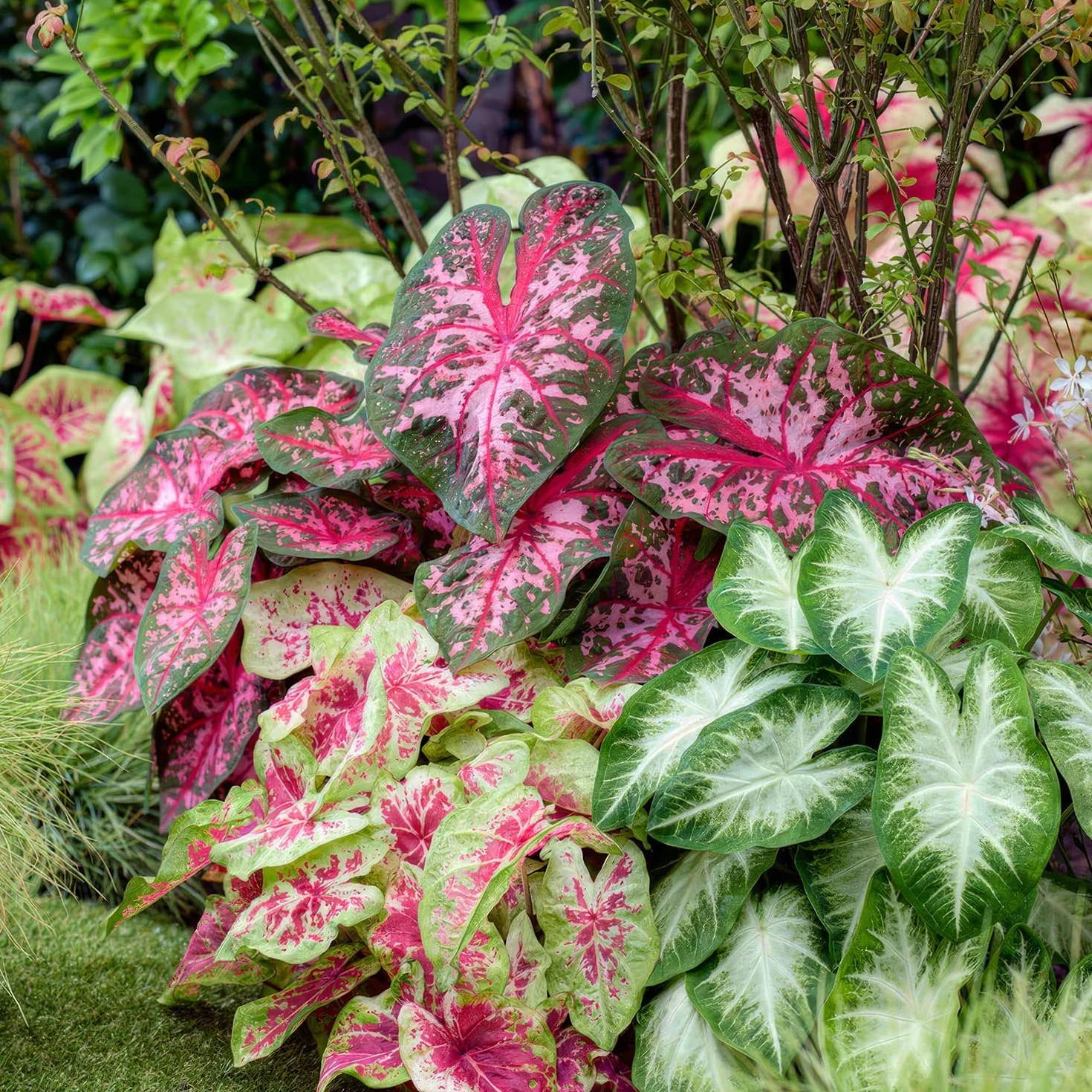 Caladium Colección 3 Plantas Naturales Exterior Holanda Resistentes Decoracion Jardin Macetas Balcon