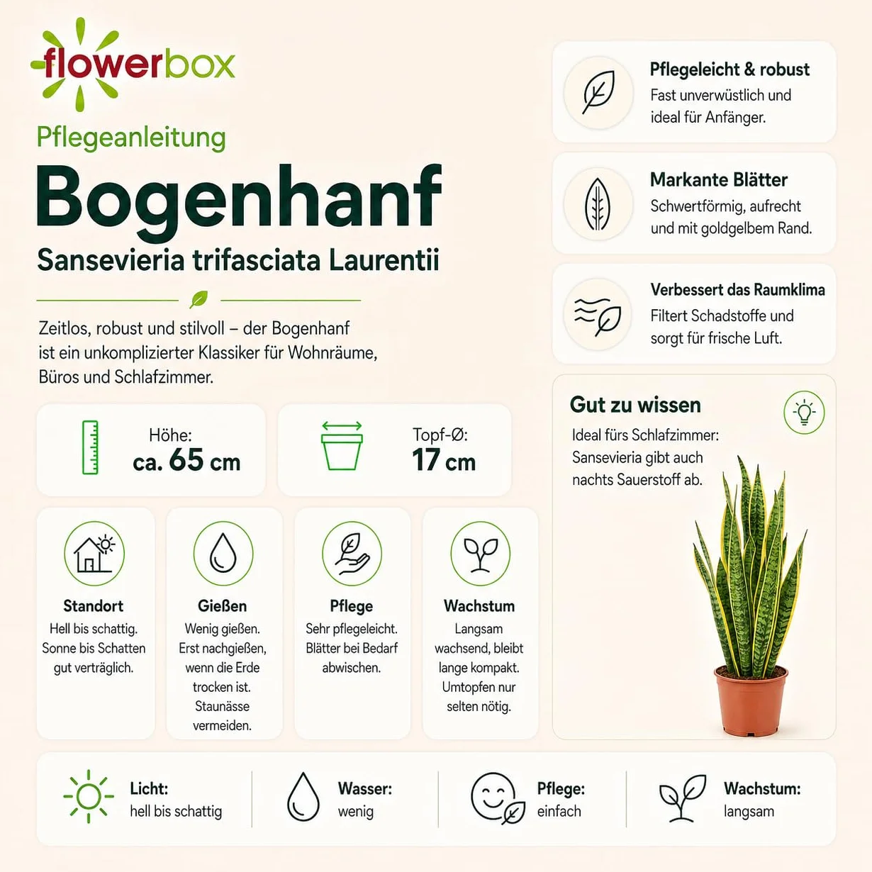 Sansevière Sansevieria trifasciata Laurentii planta interior 65 cm maceta Ø 17 cm