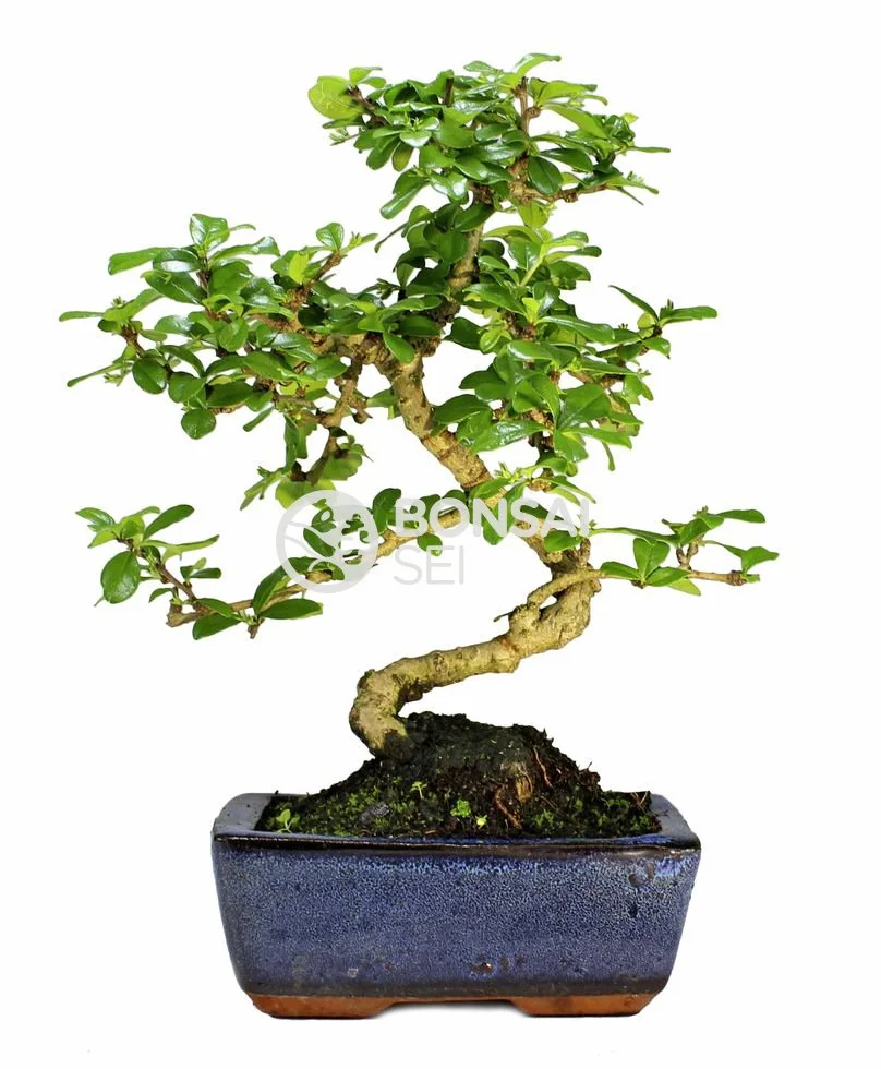 Bonsai - Carmona, 6 Años (Bonsai Sei - Carmona)