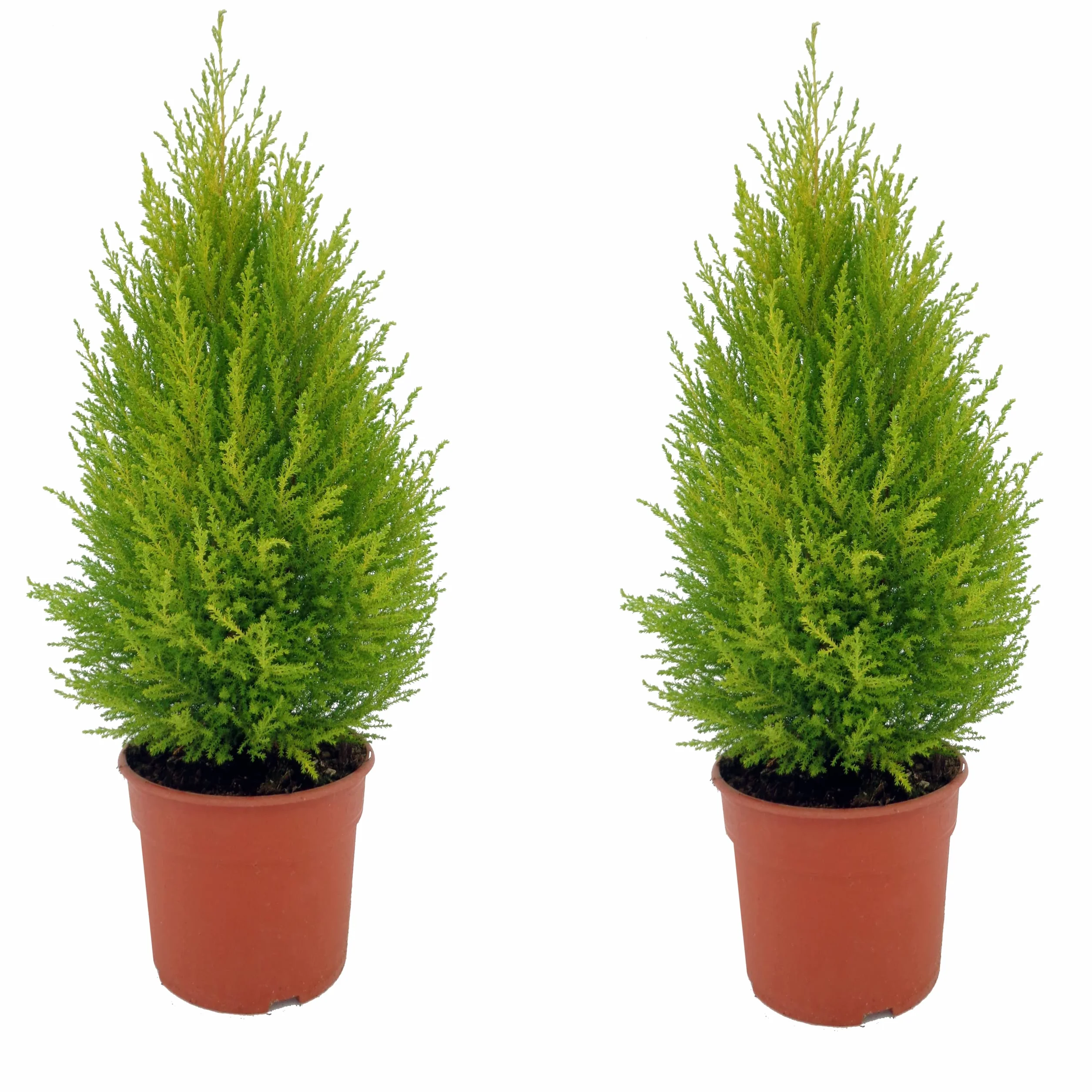 Ciprés Limón Goldcrest Rośliny Naturalne - 2 sztuki