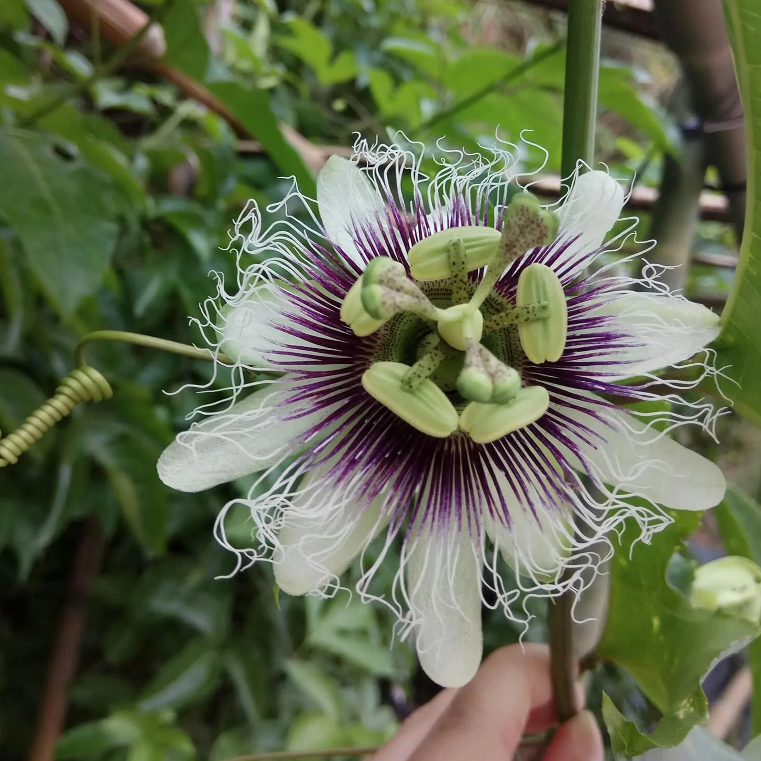 Semillas De Maracuyá 100Pcs Passiflora Caerulea Para Plantar