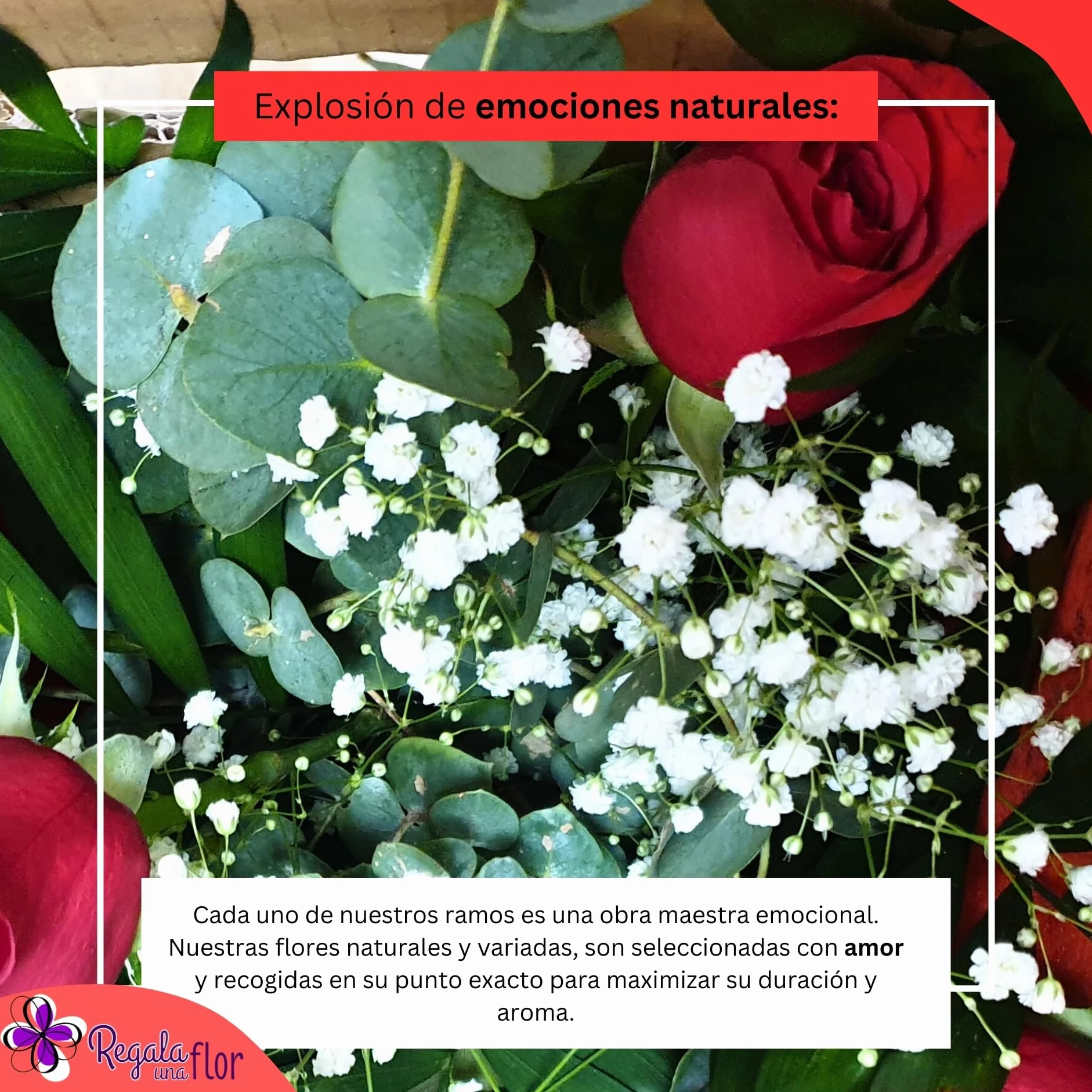 Ramo de 6 rosas naturales a domicilio con bombones, osito y tarjeta