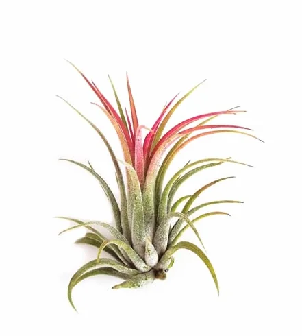 DECOALIVE Tillandsia Roja Planta Natural Viva para el Hogar Sin Tierra