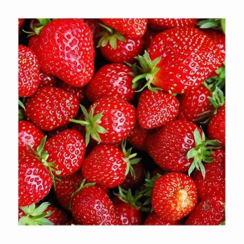 Fresa planta viva maceta 14cm altura 20cm Pack 4 unidades