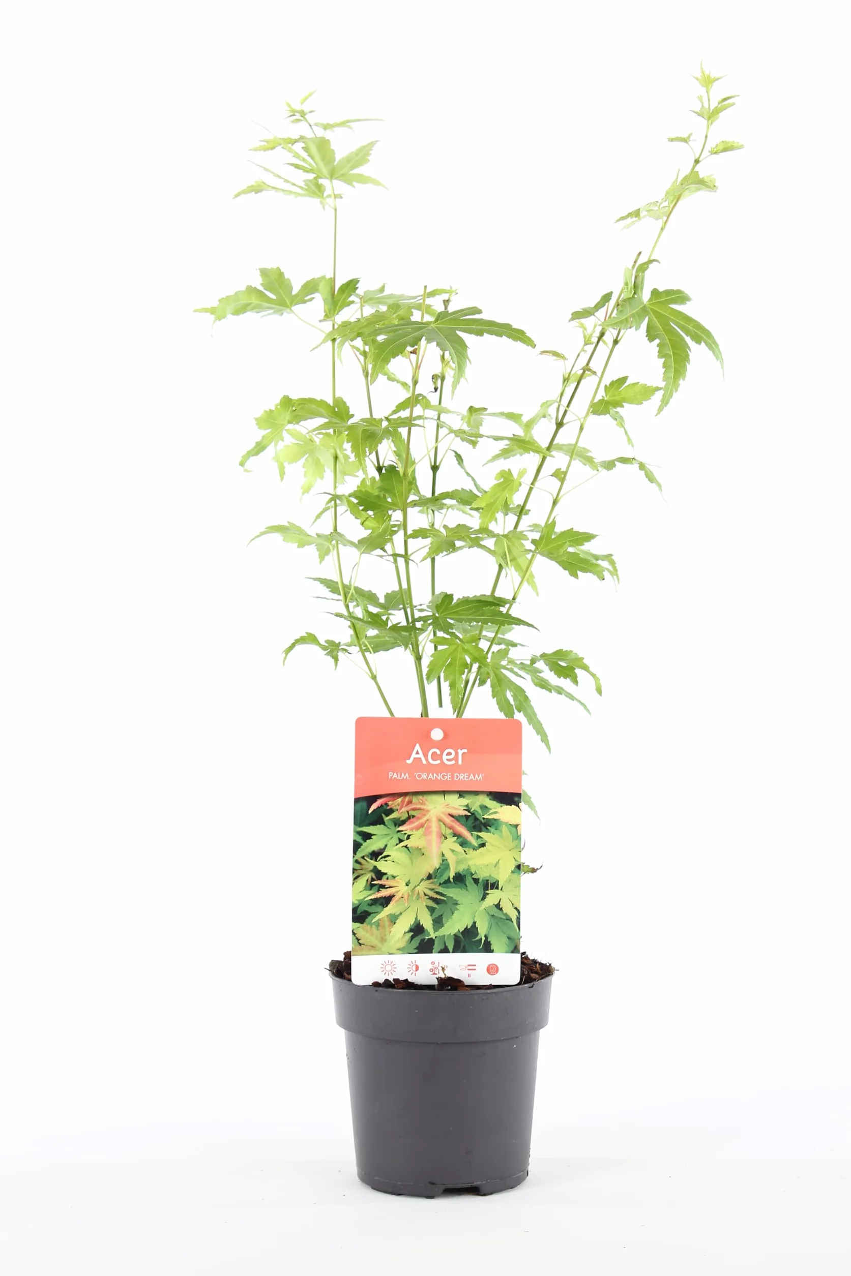 Acer Palmatum Orange Dream 20-40 cm Arce japonés resistente al invierno Arbustos japoneses