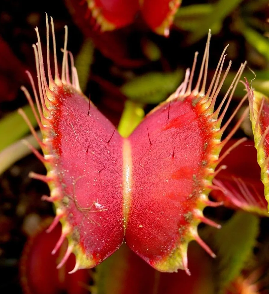 Verdecora Dionaea Muscipula Venus atrapamoscas Planta carnivora interior maceta Ø13cm