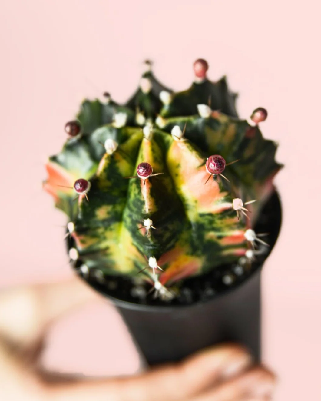 Gymnocalycium Japan Mini Cactus Naturales Exterior Pur Plant