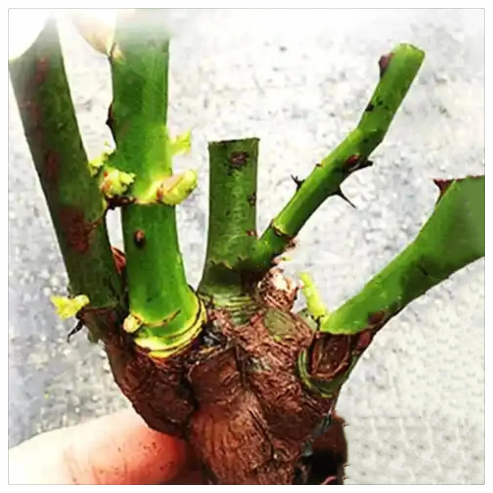 Raíces de rosas resistentes al frío para terraza y jardín vertical 2 rizomas