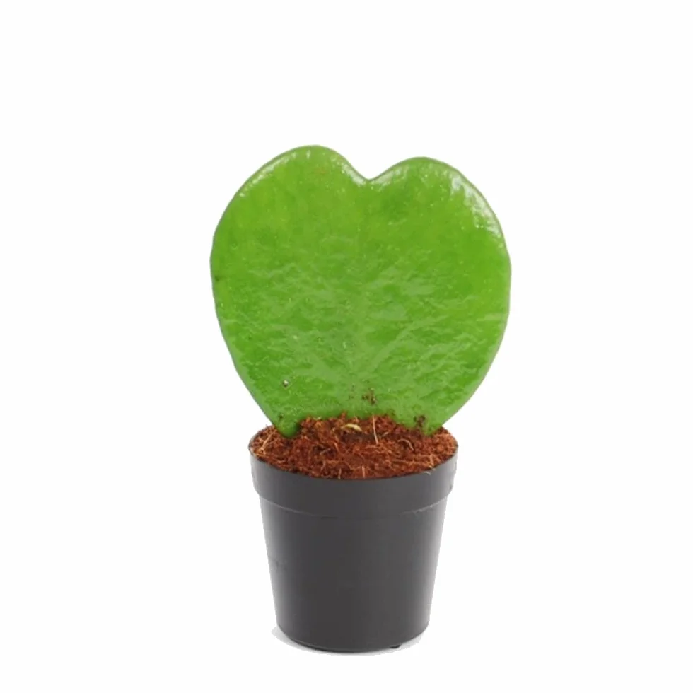 Hoya Kerri Planta del Corazón Natural Suculenta Fácil de Cuidar