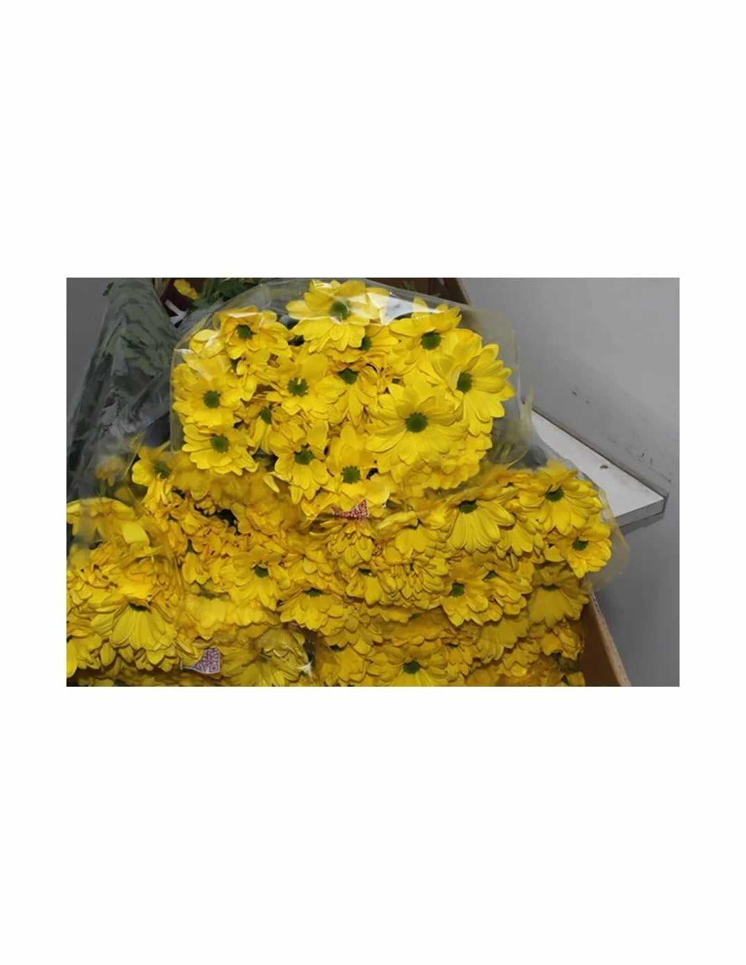Margarita Crisantemo Flor Natural Ramo de 5 tallos 70cm Amarillo