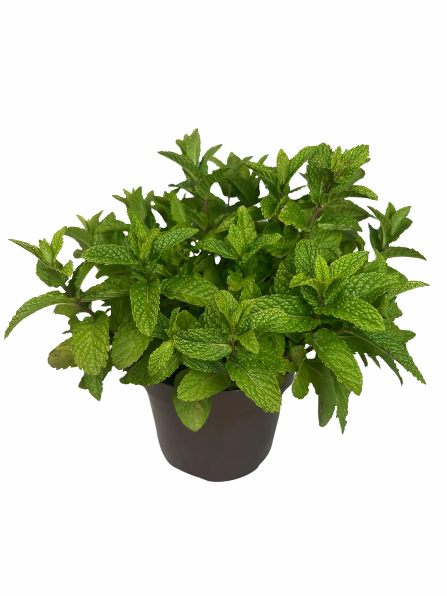 Hierbabuena Planta Natural Exterior Maceta 14 cm Planta Aromática Culinario