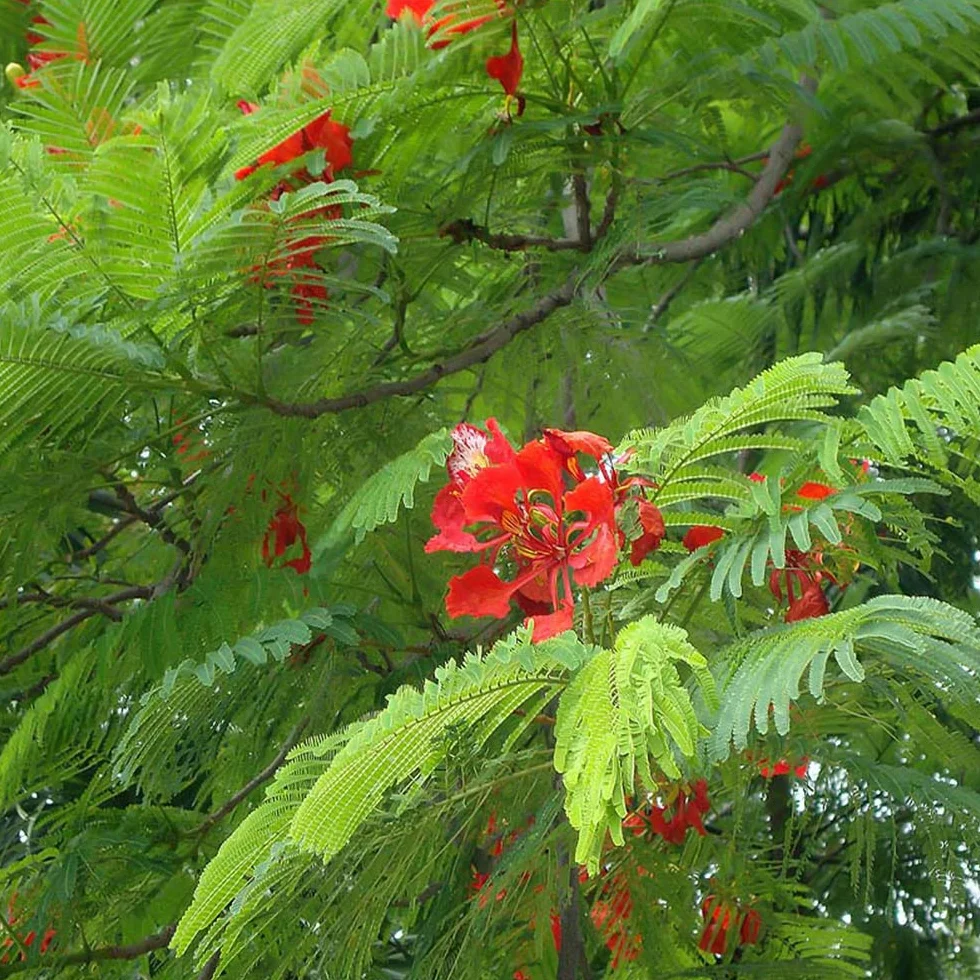 Nasiona Flamboyán Czerwony - Delonix Regia 25 sztuk
