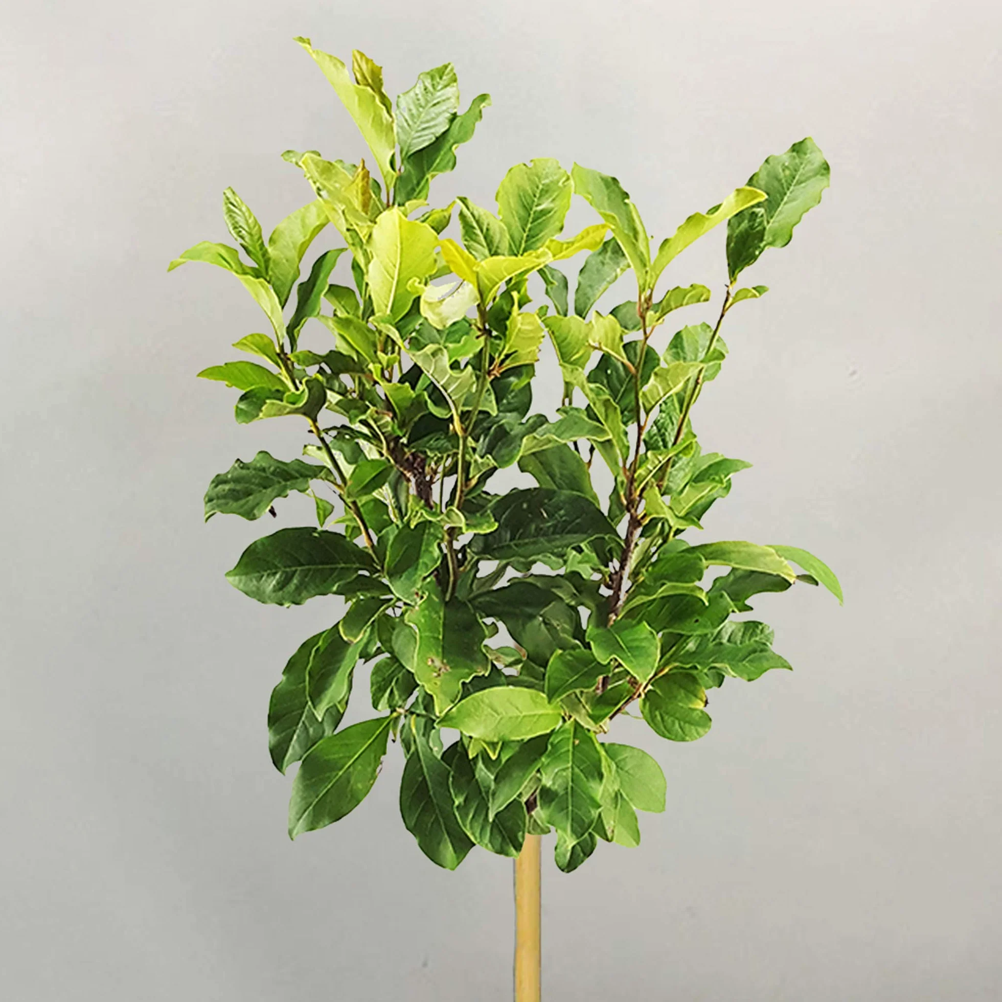 Árbol de Magnolia 'Susan' 2-3 pies para Jardines Pequeños
