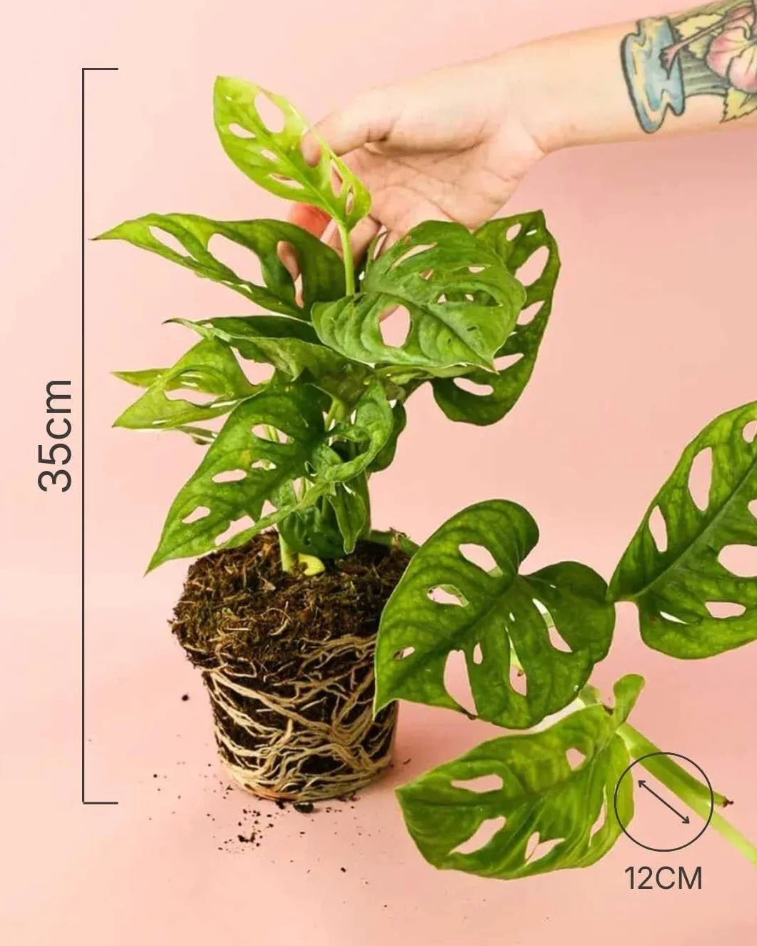 Monstera adansonii PUR PLANT Planta natural interior Maceta Ø12 cm Monkey Leaf