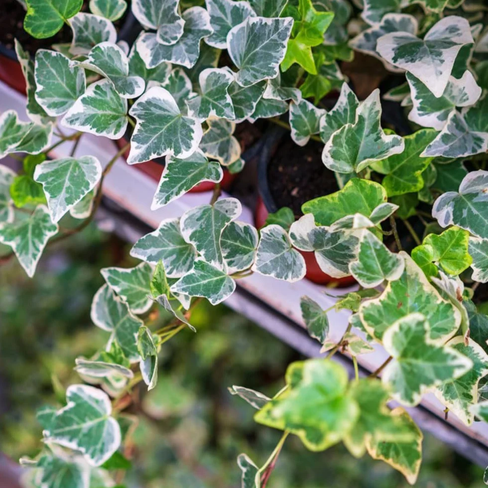 Semillas de hiedra Hedera Nepalensis para cubrir el suelo, plantas trepadoras resistentes al invierno, decorativas para pared y balcón