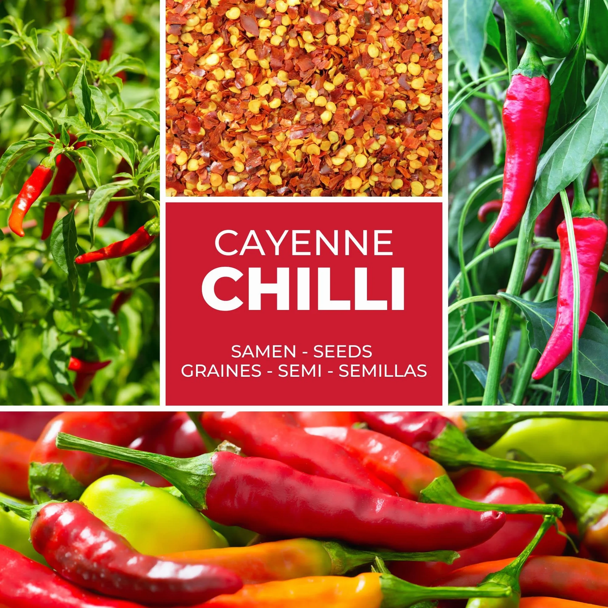 Red Cayenne Semillas de Chile Capsicum annuum 50 Ud. Nivel de Picante 8