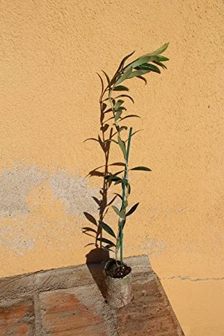 Olivo Arbequino IRTA i-18 Arbol Frutal Vivo
