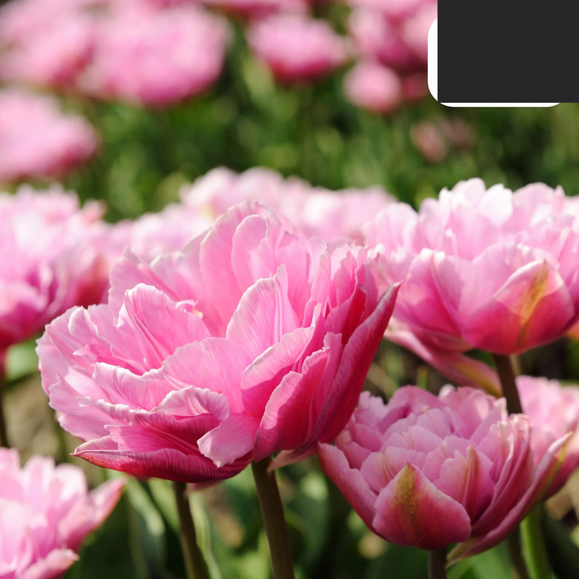 Bulbos de tulipán Columbus | 20 Piezas - Pink-White Double Pio Tulip - 30-50cm - Ø5cm - bulbo de flor - Planta de jardín