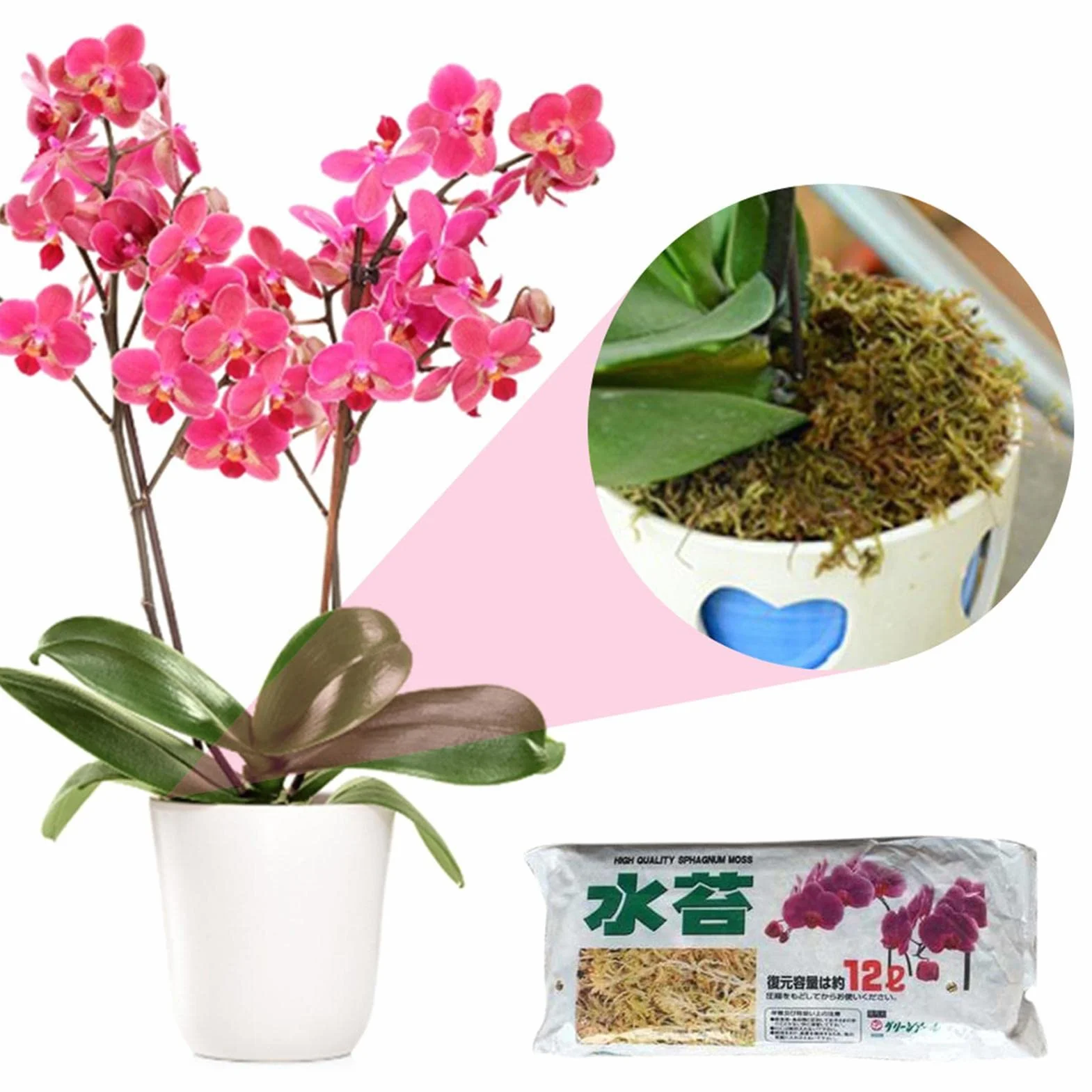 Musgo Sphagnum Natural 12L, Fertilizante Orgánico para Orquídeas, Enraizamiento Plantas y Esquejes