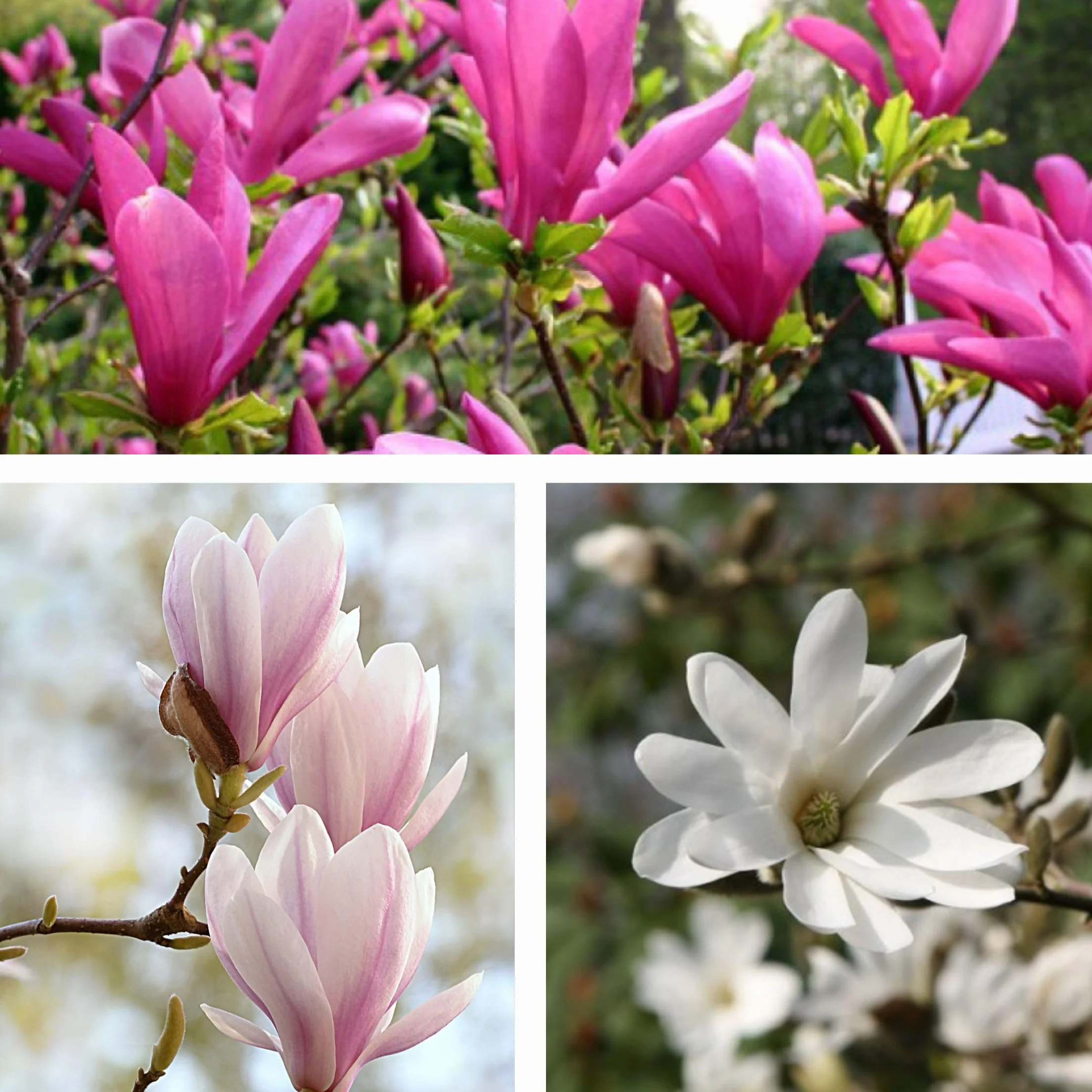 Magnolia Susan Soulangeana Stellata Mix 3 Pack 9cm Pot 25-40cm
