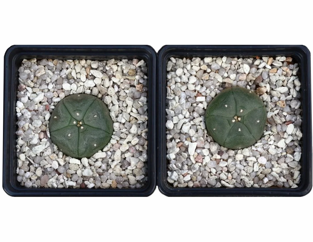 Lophophora williamsii Peyote 2,5 cm, 2 unidades