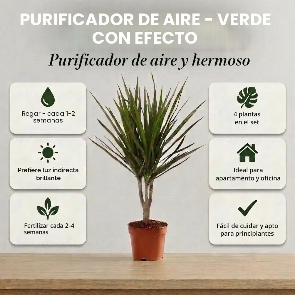 Monstera Dieffenbachia Spathiphyllum Areca Plantas Purificadoras de Aire 40-45 cm Maceta 12-15 cm
