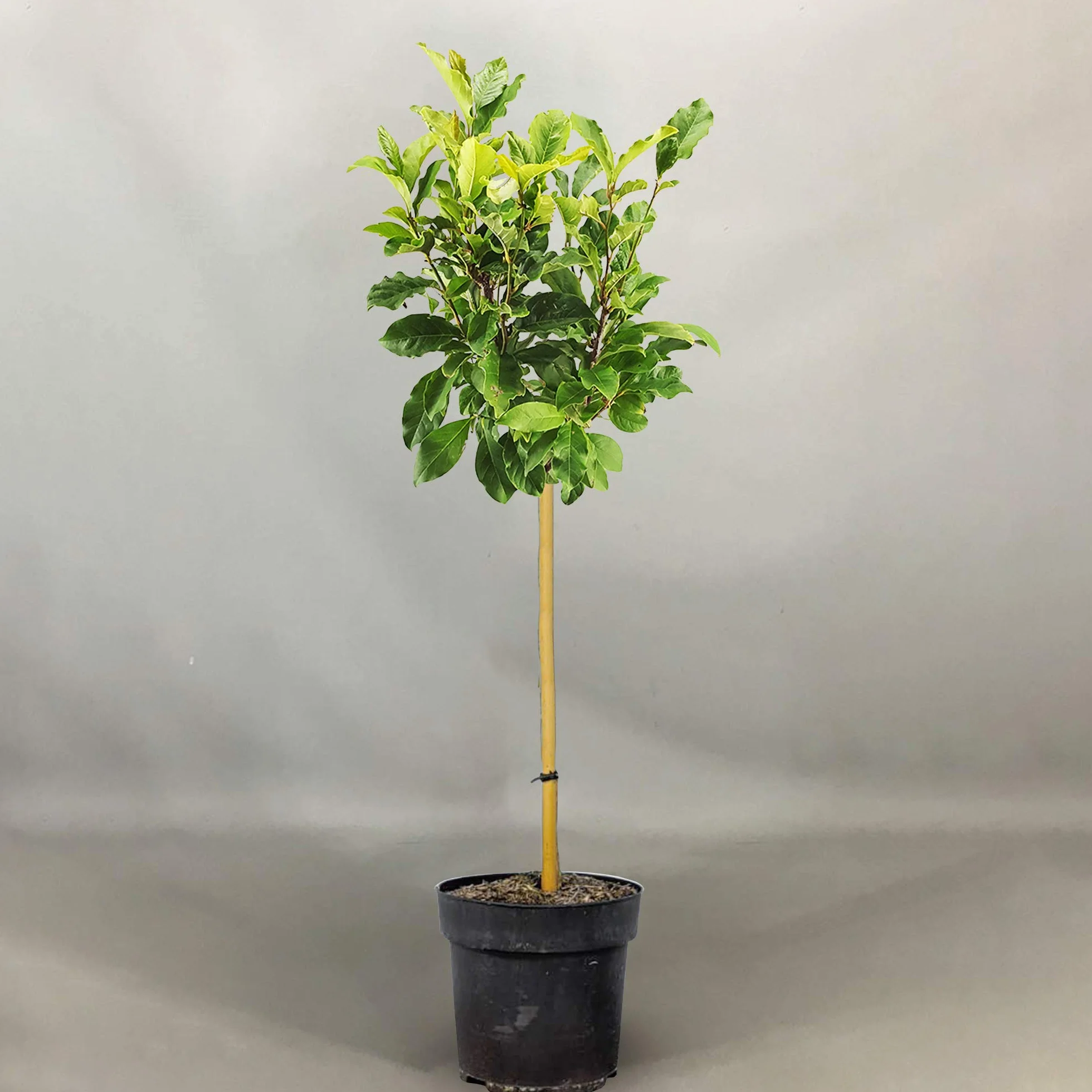Árbol de Magnolia 'Susan' 2-3 pies para Jardines Pequeños