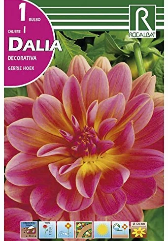 BULBO DALIA GERRIE HOEK 1 szt.