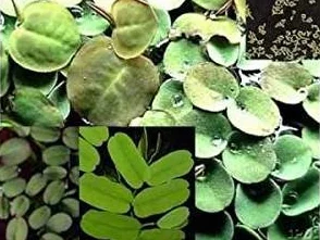 4 variedades plantas flotantes contra algas 20-25