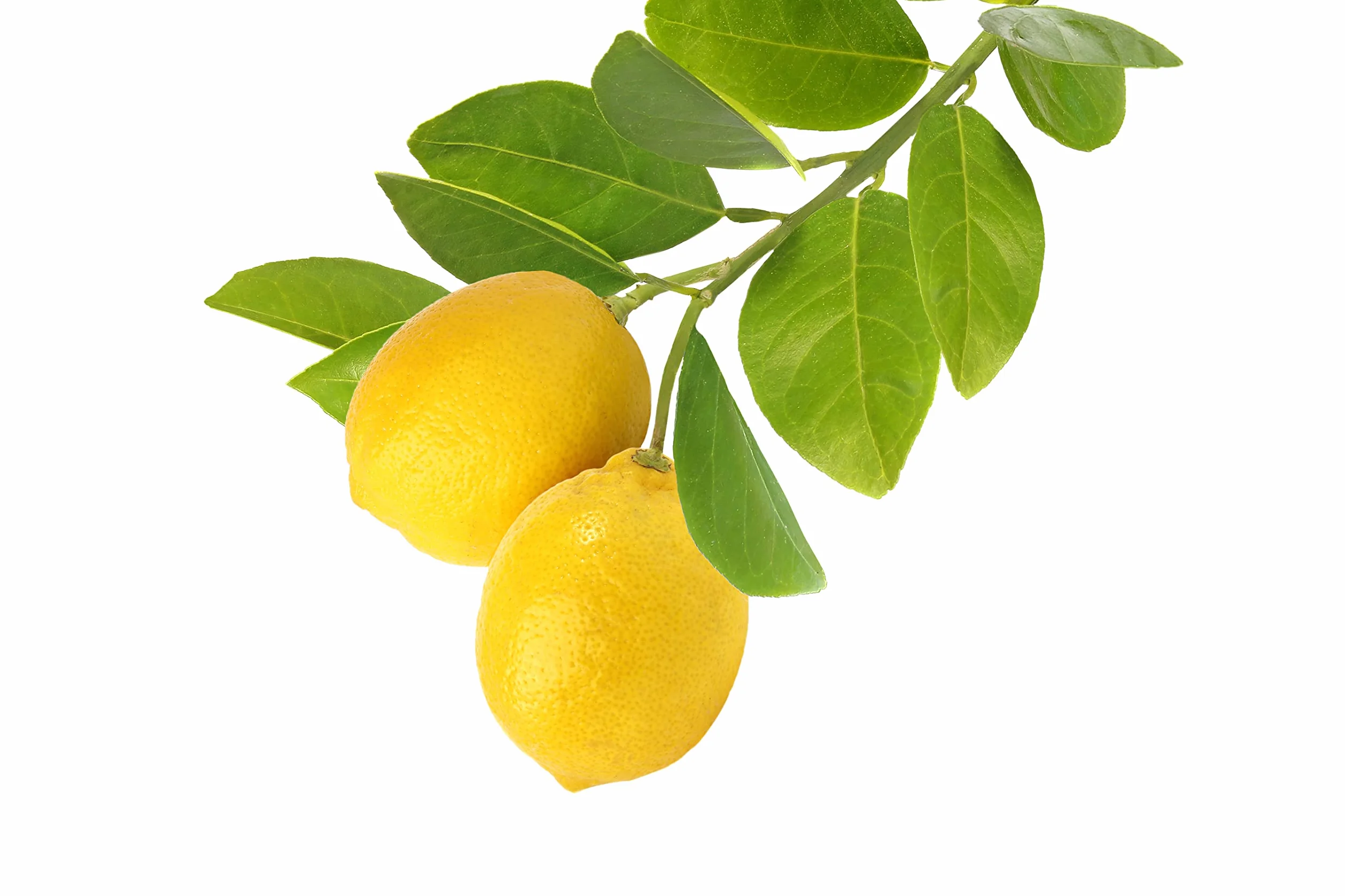 Verdecora Limonero 4 Estaciones Eureka Árbol Cítrico Maceta 5L Planta Natural Exterior