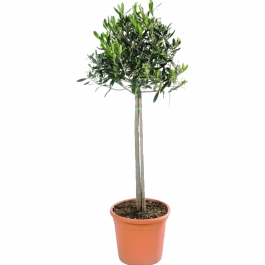 Verdecora Árbol Olivo copa natural maceta Ø22cm altura 100cm Olea Europaea planta exterior jardín terraza