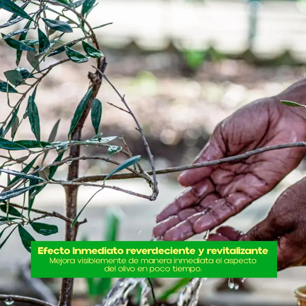 Fertilizante Soluble para Olivos 1Kg Granulado con Nitrógeno, Potasio y Boro | Nexum Market